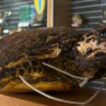 Museum d'histoire naturelle