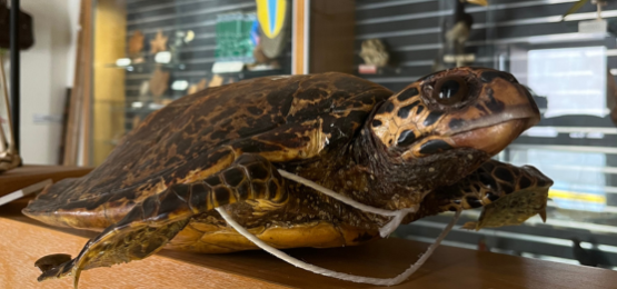 Museum d'histoire naturelle